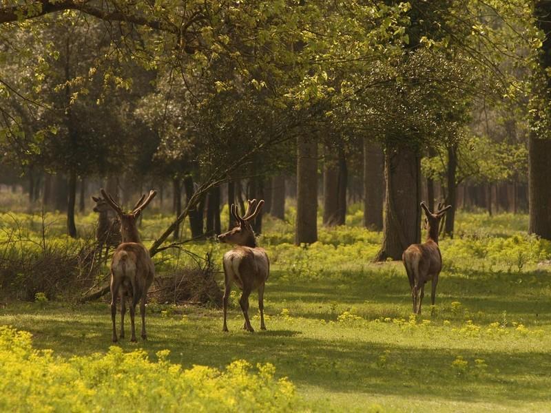 Il Dosso Agriturismo 코디고로 외부 사진